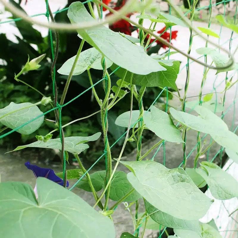🌿✨ Plant Climbing Net – Let Your Vines Grow Strong & Thriving!
