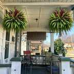 💥Summer Special🔥 UV-resistant artificial ferns & red dragon trees – Full, lush, and colorfast!