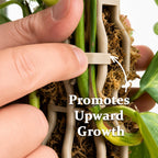 🌿 Handmade Elegant Plant Support Stake for Climbing Aroid Houseplants