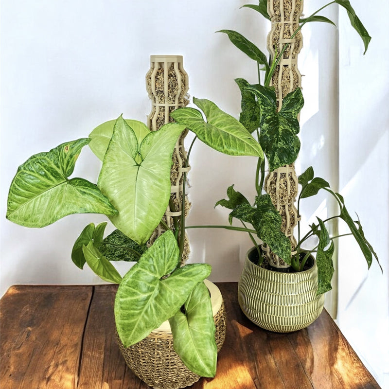 🌿 Handmade Elegant Plant Support Stake for Climbing Aroid Houseplants
