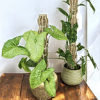 🌿 Handmade Elegant Plant Support Stake for Climbing Aroid Houseplants