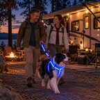 🐕 LED Light-Up Dog Harness & Leash Set – Stylish Glow for Night Walks!