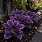 🏡🖤Artificial Purple Calathea Plant – Gothic Fall & Halloween Faux Plant
